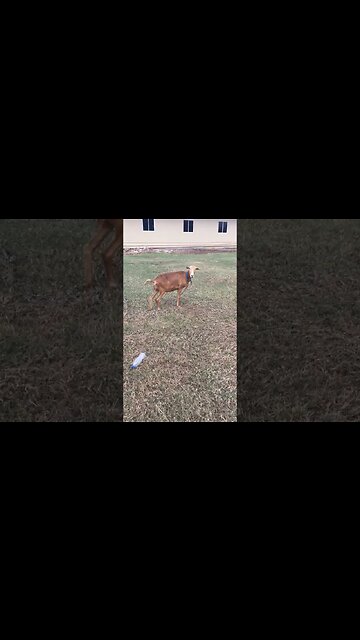 MY BOY LAMBORGHINI CAMERA SHY