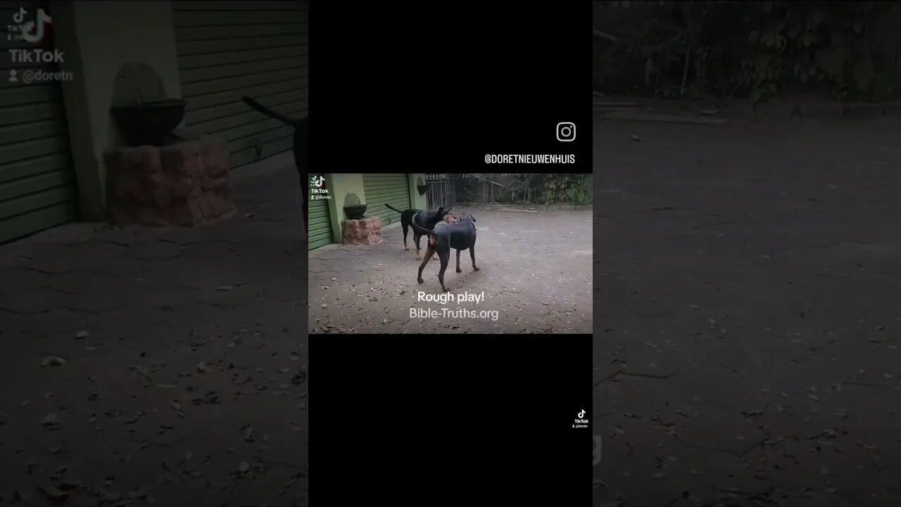 Rough Play