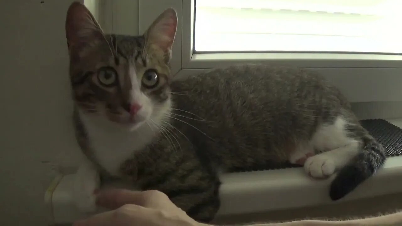 Scratch My Neck, Hooman