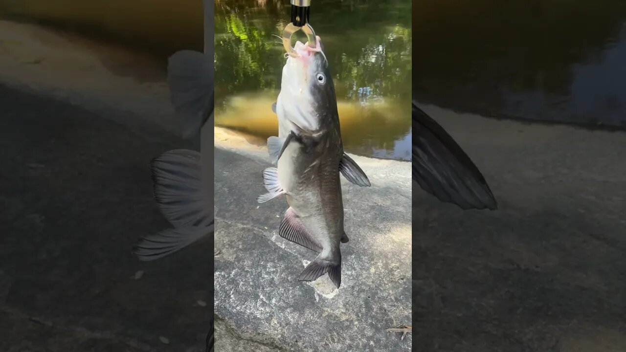 First fish of the day! 7lbs Blue Catfish! #fishing #outdoors #nature