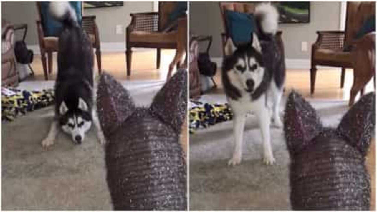 Husky is not a fan of Christmas decoration