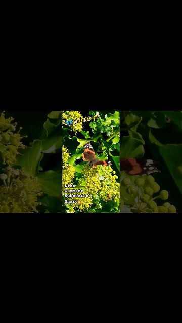 Butterfly🦋 #butterfly #bee #butterflies #nature #naturelovers #wildlife #naturespirit #naturebeauty