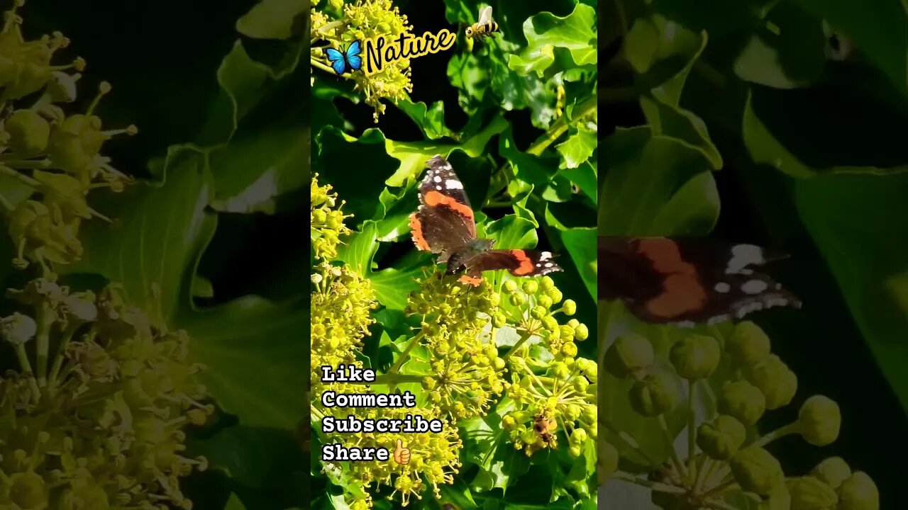 Butterfly🦋 #butterfly #bee #butterflies #nature #naturelovers #wildlife #naturespirit #naturebeauty