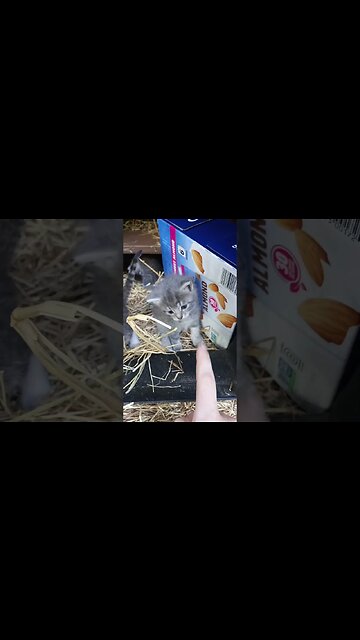 Innnocent Kitten Brutally Booped on Da Noggen! Bravely Fights back!