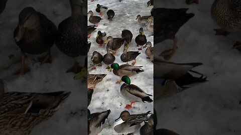 winter musti || funny video(4)