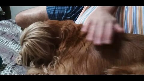 #dogshow , #animals , #dogs