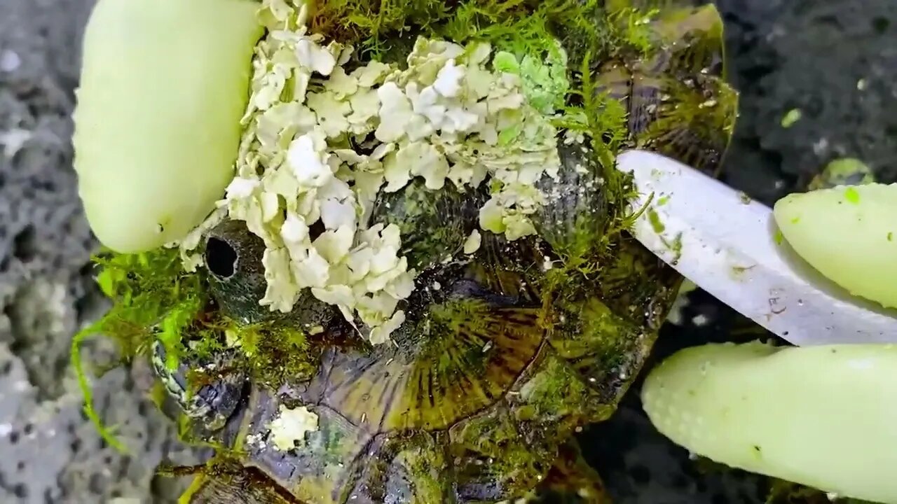 30 10Sea turtle become kings of prey after removing millions of sea creatures and barnacles on shell