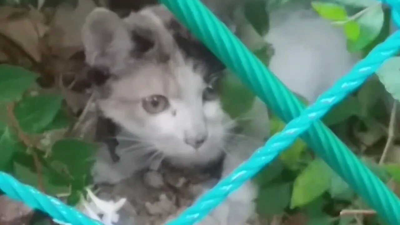 예쁜 브라우니 새끼 냥이가 눈을 마주쳤다