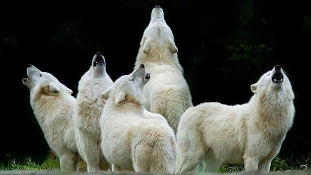 Spectacular Video of Wolf Packs Howling.