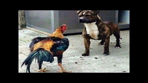 Chicken VS Dog Fight - Funny Dog Fight Videos