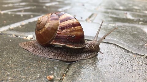 How Snails move？ ZOOM-in Video