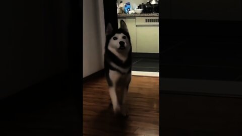 Husky Dance