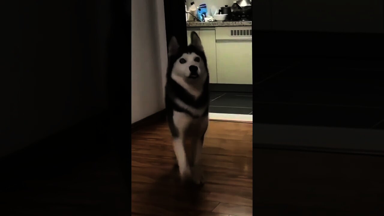 Husky Dance