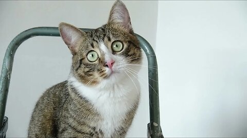 Cat Photography