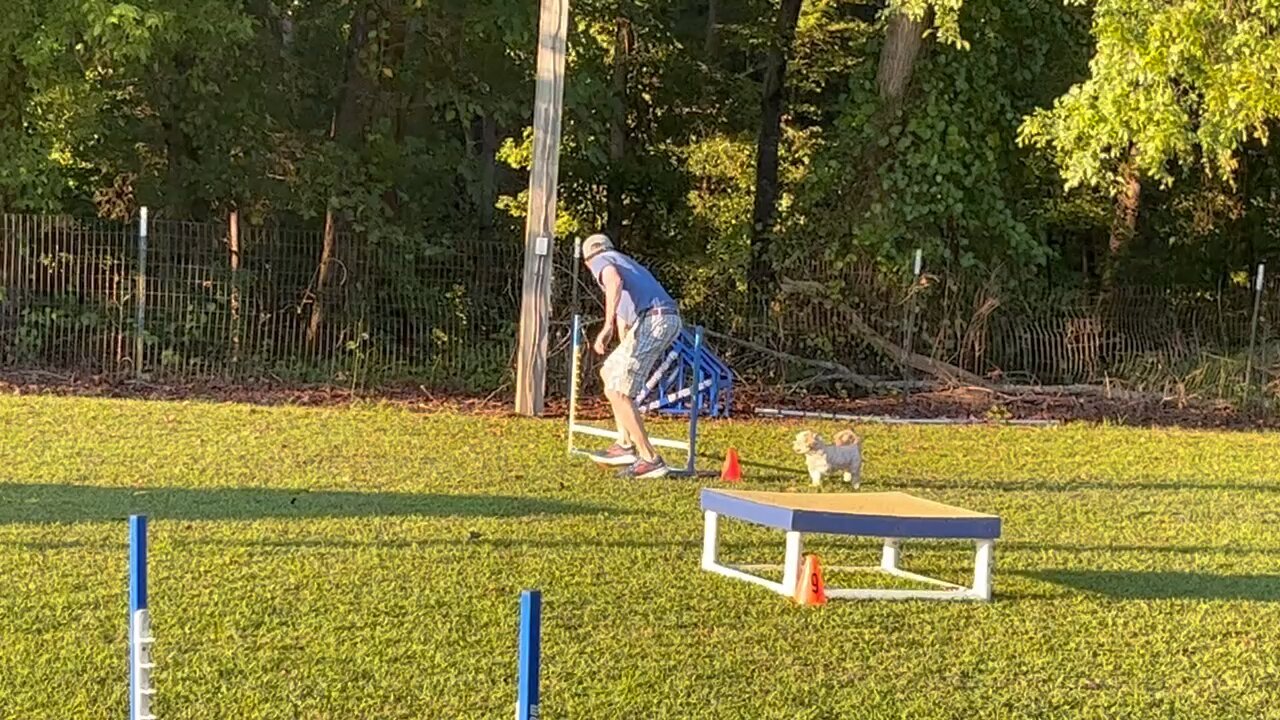 Daisy Agility 3