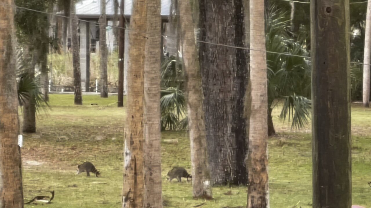 Masked Bandits Return- Suwannee, Florida Country Xmas Trip- #4K #FYP #DolbyVision