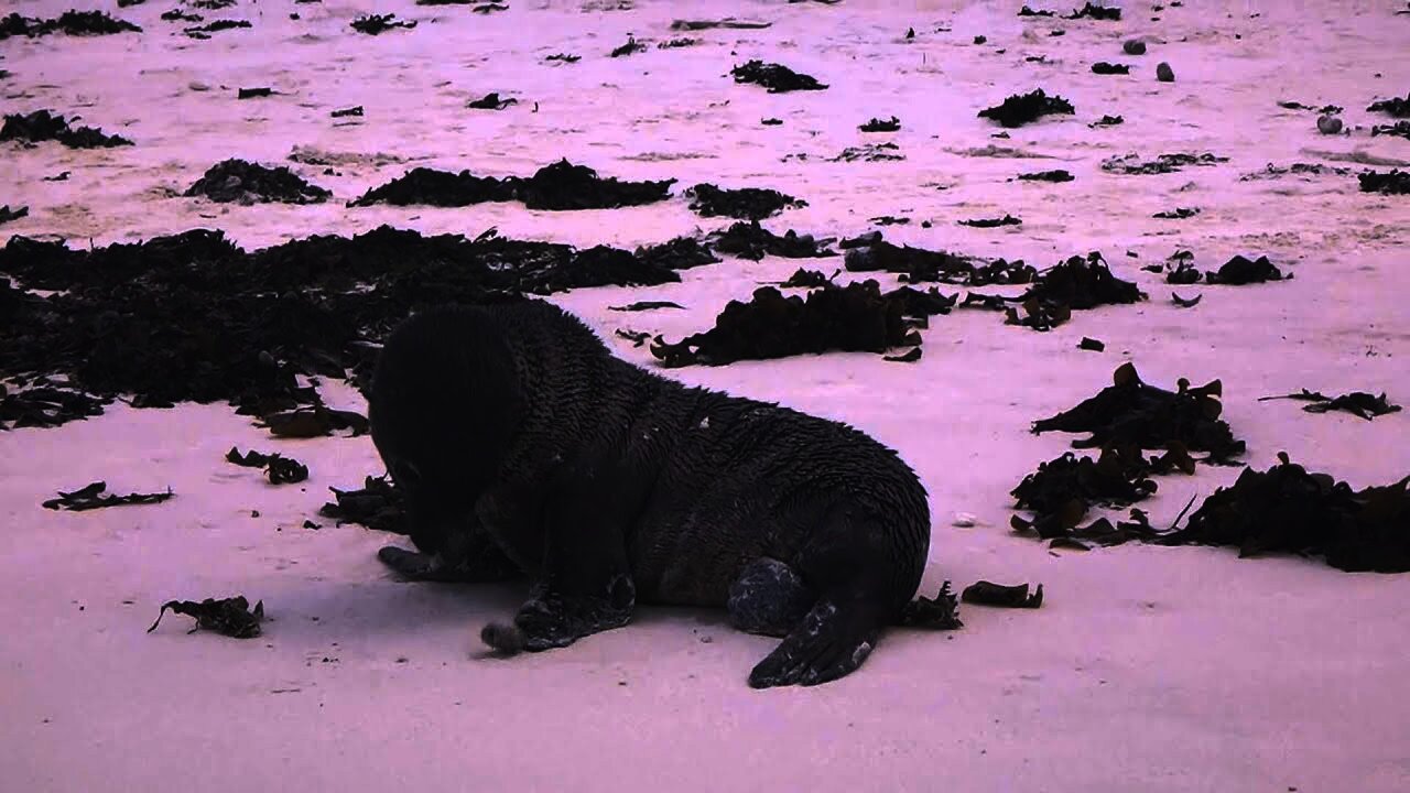 Baby Sea Lion Playing with a Rock