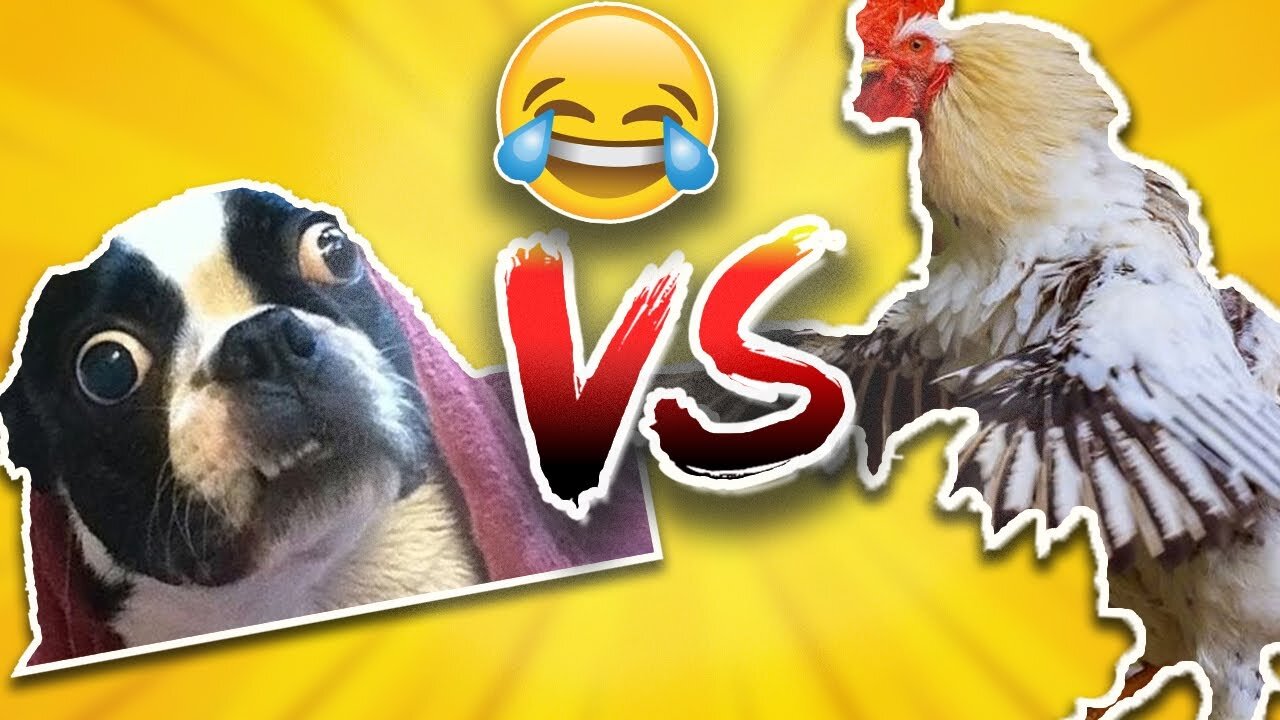 Chicken VS Dog Fight _ Funny Dog Fight And Chicken Videos
