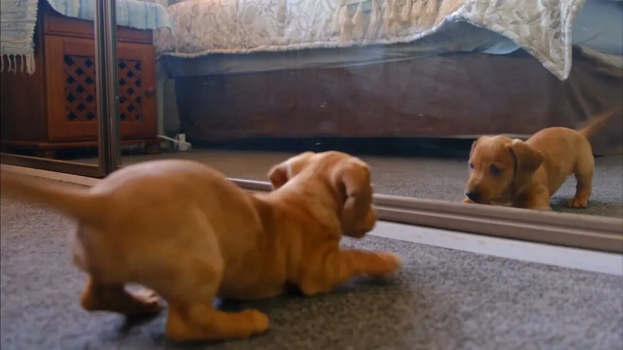 The Cutest Thing | Puppy finds himself in the mirror | 50fps