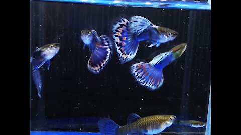 My New Blue blue Strain Guppy Collectoin 2021