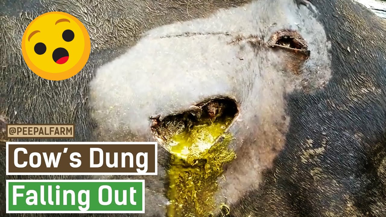 WATCH Cow Rescue Story: What makes cows holy?[[watch how cow dung coming out of cow stomach]]