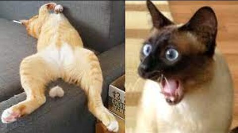 Funniest ANIMAL FIGHTS⚰ COFFIN DANCE MEME