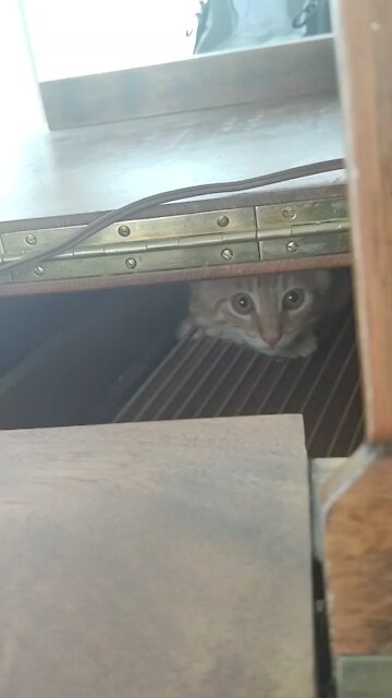 Kitten hides in piano while it’s played