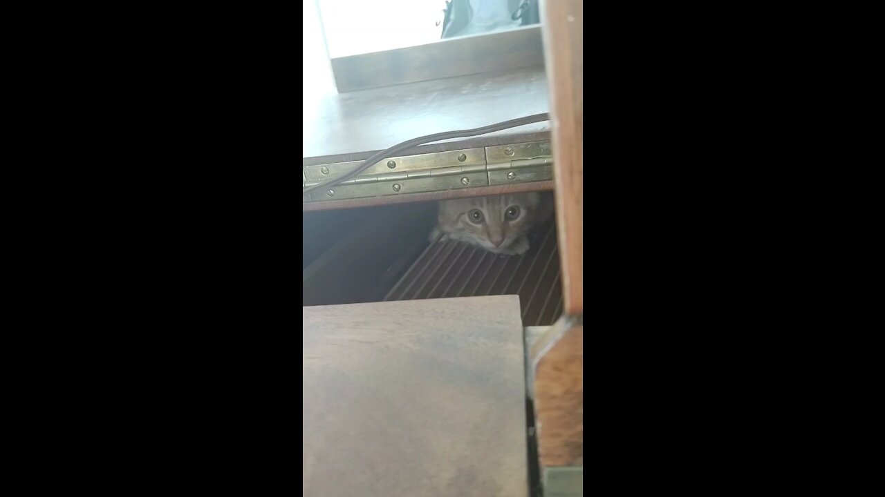 Kitten hides in piano while it’s played