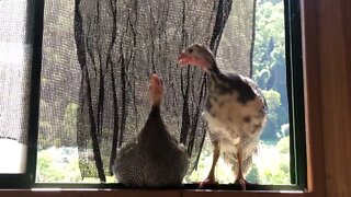 My daily routine. Guinea fowl keets perched on my window sill