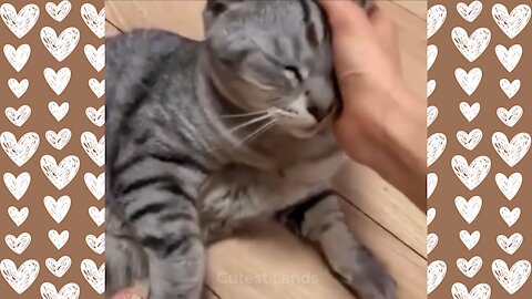 Cat melts in mom's hand!!! Cute Baby Cats and pups videos compilation #5