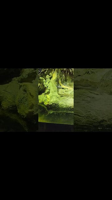 Gator chilling at Pineknoll shores aquarium