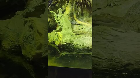 Gator chilling at Pineknoll shores aquarium