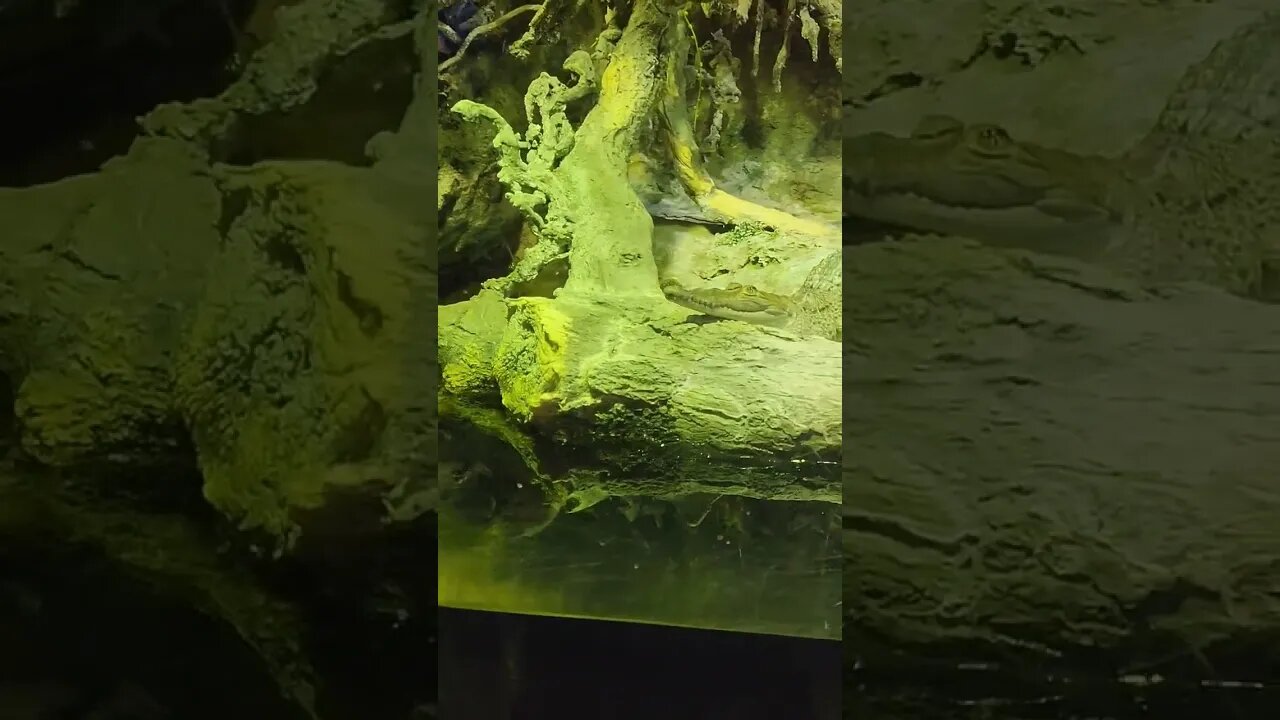Gator chilling at Pineknoll shores aquarium