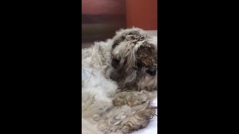 Wait for the miracle at the end of the video... Pure unbridled joy!