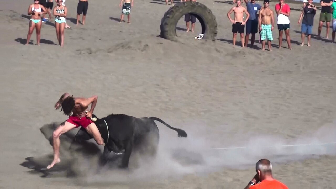 Best Funny Vídeos With Bulls - Clip 3/2015 - Terceira Island Bullfights - Azores