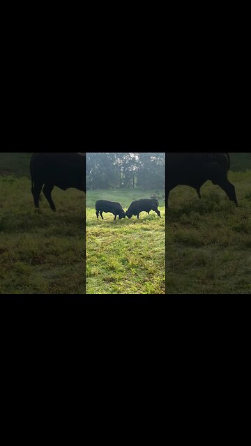 Bull fight! #bulls #farm #cattlefarm #ranch #ranchlife #farmlife #breedingseason