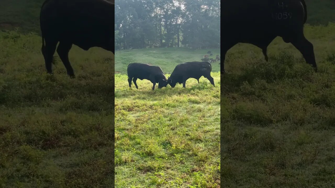 Bull fight! #bulls #farm #cattlefarm #ranch #ranchlife #farmlife #breedingseason