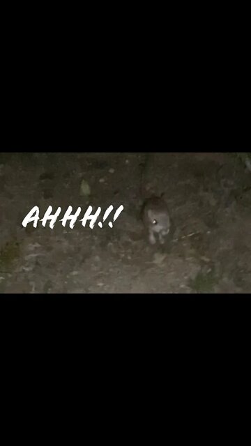 Almost got attacked by a kangaroo mouse #shorts