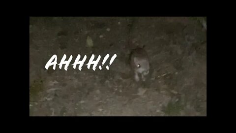 Almost got attacked by a kangaroo mouse #shorts