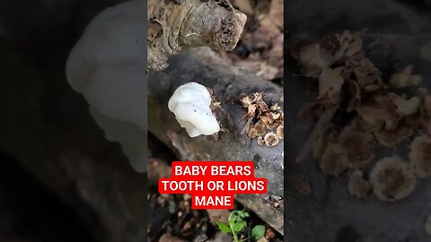 BABY BEARS TOOTH OR LIONS MANE #mushrooms #nature