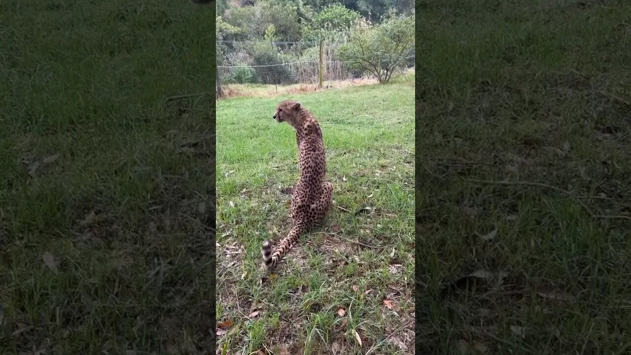 Sound On - Up Close Cheetah Purr Sound #shorts #short #foryou #fyp #animals #cheetah #wildlife