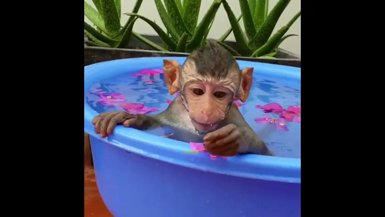 Friendly Tiny Boy Titi Takes A Bath In The Evening