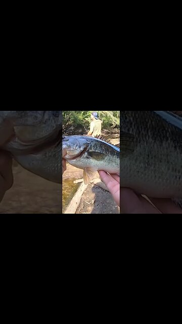 2 Shallow River Bass in 60 Seconds!