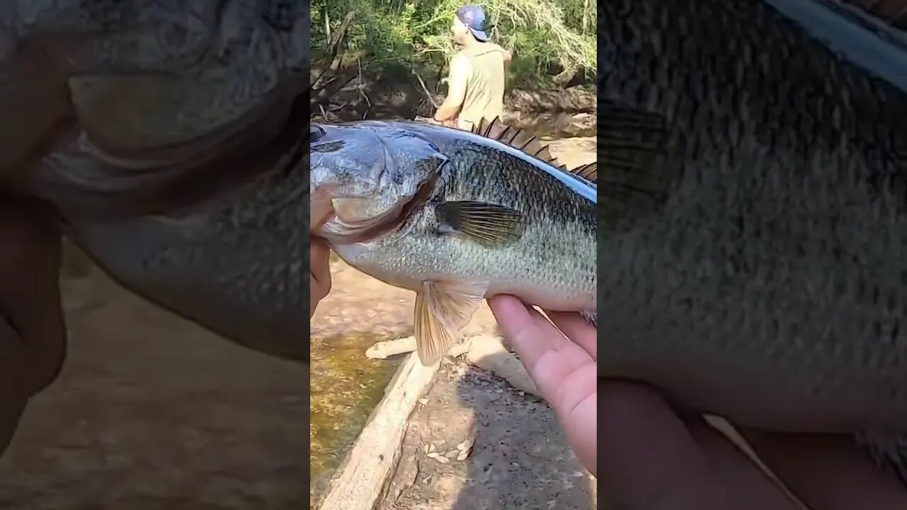 2 Shallow River Bass in 60 Seconds!