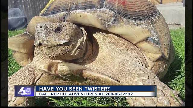 Have you seen Twister? He's missing from his summer home!