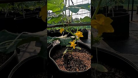 Picolino Cucumber Growing on a Trellis