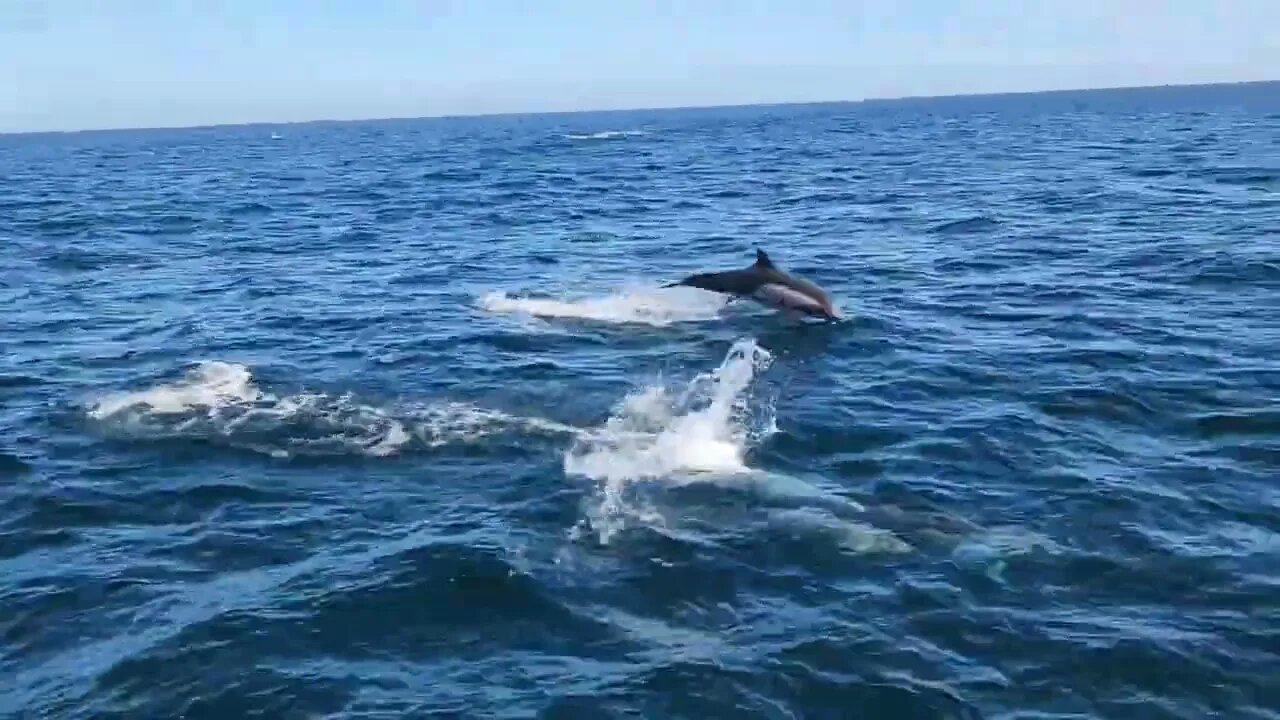 Dolphins near Channel Islands National Park