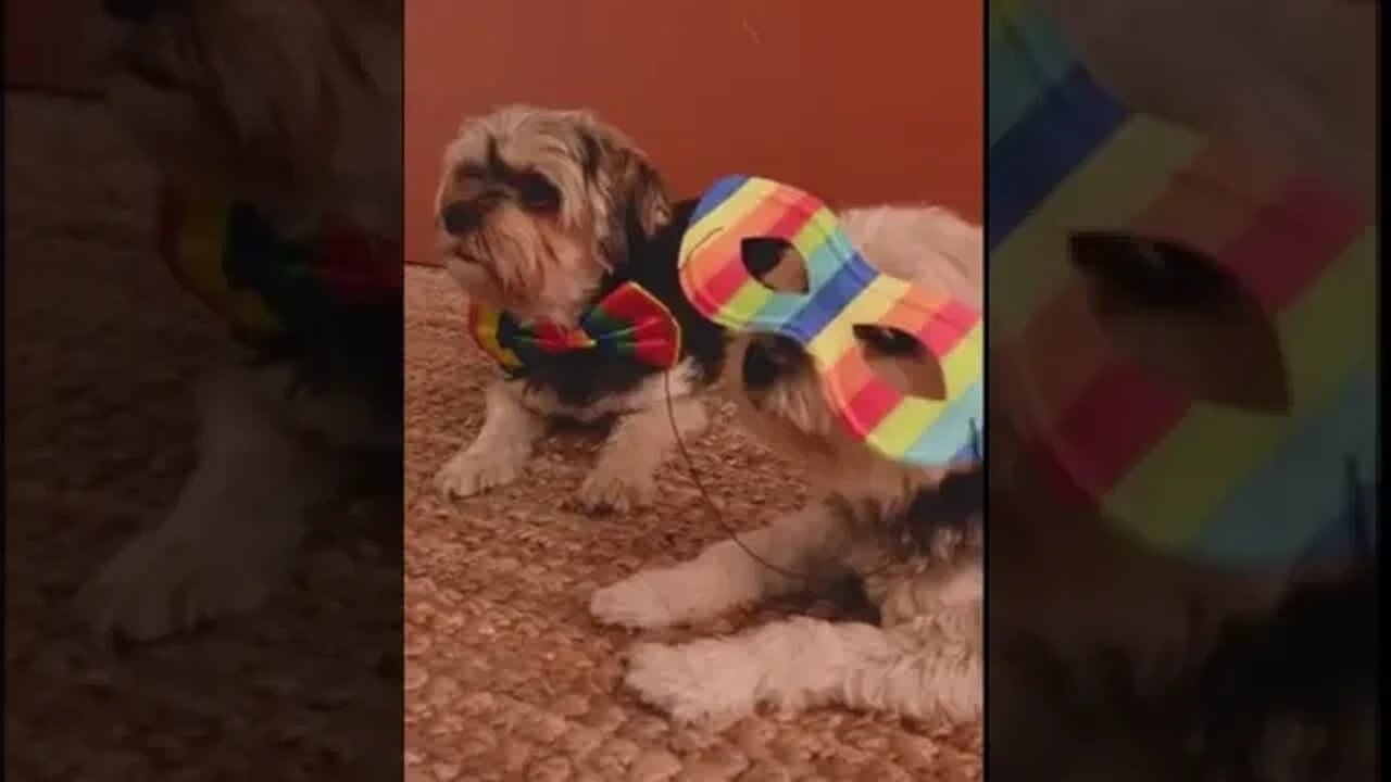Lovely puppy with mask #short #dog #funny #pets