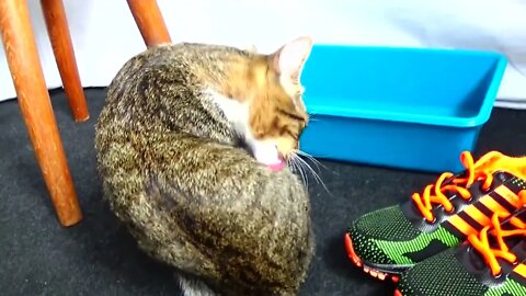 Grooming Is a Cat's Priority