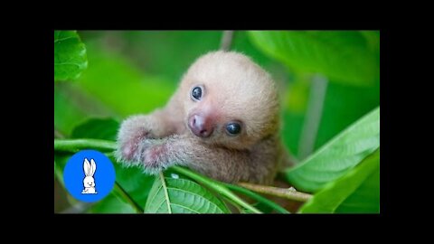 Newfoundland Baby Sloths Being Sloths - FUNNIEST Compilation on the tree branches...